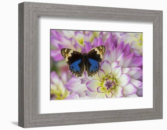 Blue pansy butterfly, Junonia orithya on pink and white Dahlia-Darrell Gulin-Framed Photographic Print