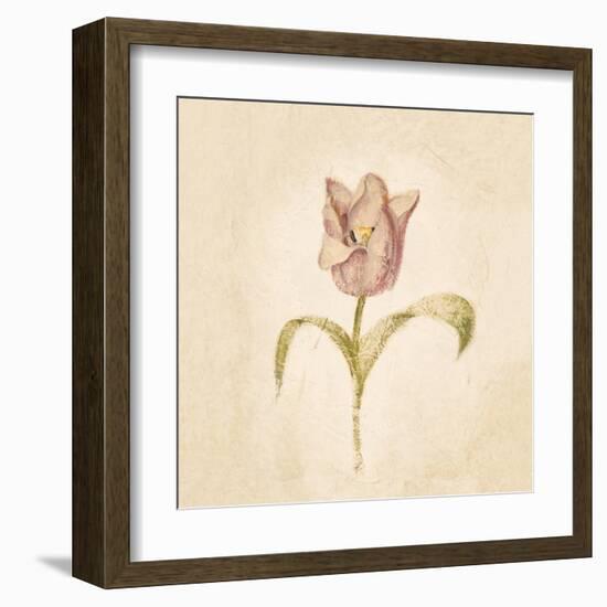 Blue Parrot Tulip on White Crop-Cheri Blum-Framed Art Print