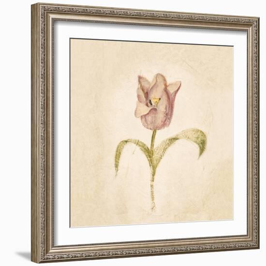 Blue Parrot Tulip on White Crop-Cheri Blum-Framed Art Print