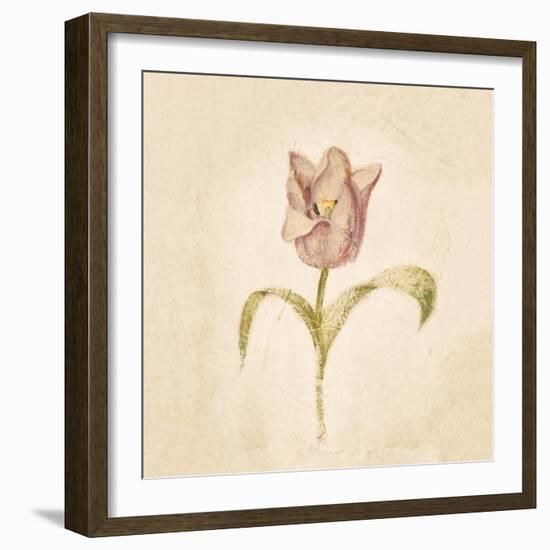 Blue Parrot Tulip on White Crop-Cheri Blum-Framed Art Print