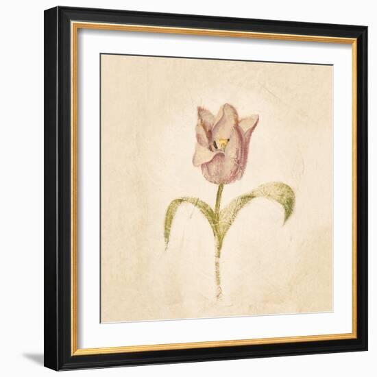 Blue Parrot Tulip on White Crop-Cheri Blum-Framed Art Print