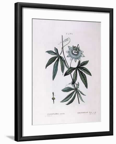 Blue Passion Flower (Passiflora Caerulea)-null-Framed Giclee Print