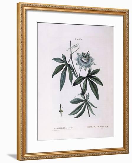 Blue Passion Flower (Passiflora Caerulea)-null-Framed Giclee Print