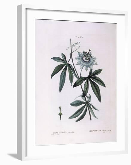 Blue Passion Flower (Passiflora Caerulea)-null-Framed Giclee Print