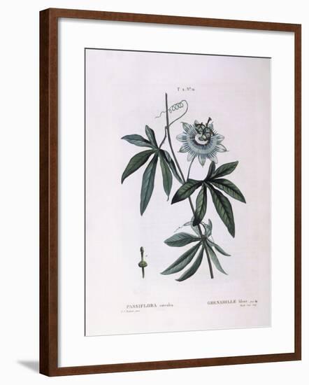 Blue Passion Flower (Passiflora Caerulea)-null-Framed Giclee Print