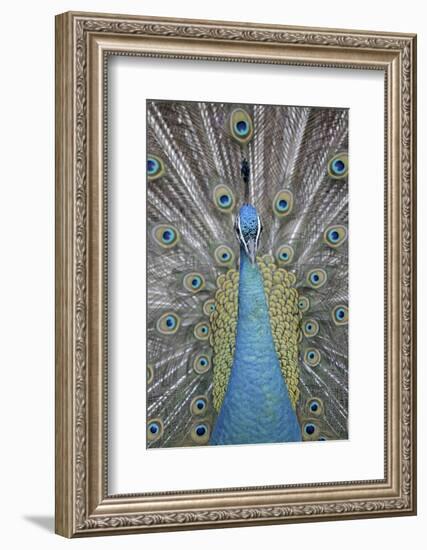 Blue Peacock, Pavo Cristatus, Portrait-Ronald Wittek-Framed Photographic Print