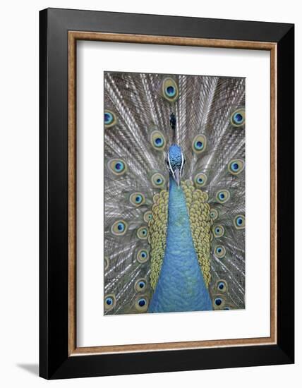 Blue Peacock, Pavo Cristatus, Portrait-Ronald Wittek-Framed Photographic Print