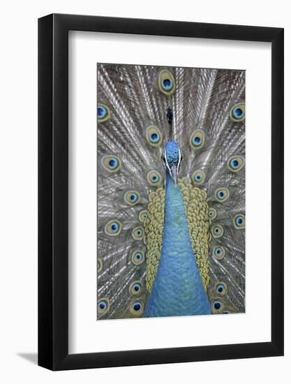 Blue Peacock, Pavo Cristatus, Portrait-Ronald Wittek-Framed Photographic Print