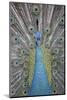 Blue Peacock, Pavo Cristatus, Portrait-Ronald Wittek-Mounted Photographic Print