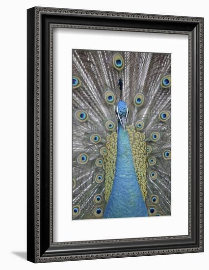 Blue Peacock, Pavo Cristatus, Portrait-Ronald Wittek-Framed Photographic Print