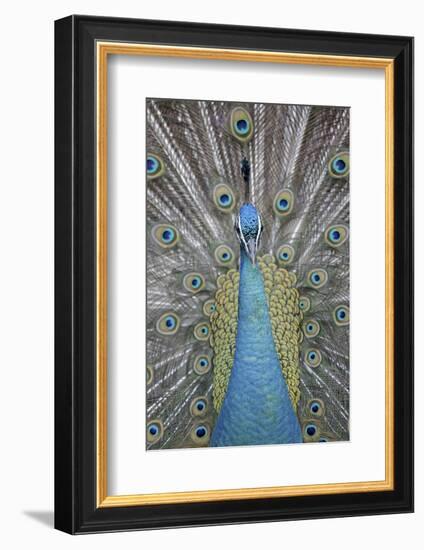 Blue Peacock, Pavo Cristatus, Portrait-Ronald Wittek-Framed Photographic Print