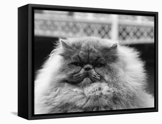 Blue Persian Cat in the National Cat Club Championship at the Olympia-null-Framed Premier Image Canvas