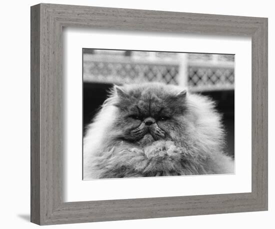 Blue Persian Cat in the National Cat Club Championship at the Olympia-null-Framed Photographic Print