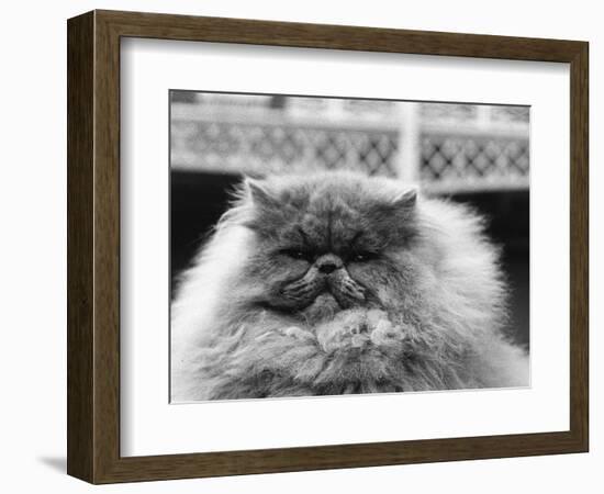 Blue Persian Cat in the National Cat Club Championship at the Olympia-null-Framed Photographic Print