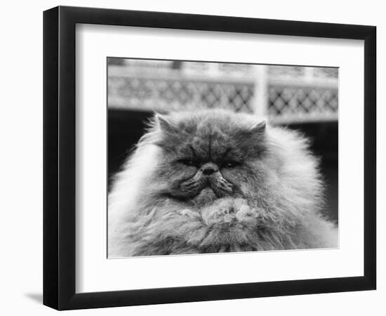 Blue Persian Cat in the National Cat Club Championship at the Olympia-null-Framed Photographic Print