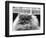 Blue Persian Cat in the National Cat Club Championship at the Olympia-null-Framed Photographic Print