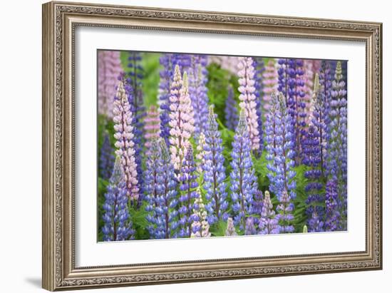 Blue Pink Lupine Field-Cora Niele-Framed Photographic Print