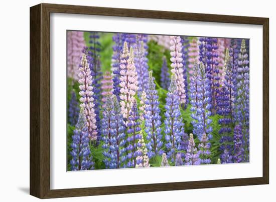 Blue Pink Lupine Field-Cora Niele-Framed Photographic Print