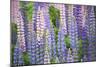 Blue Pink Lupine Field-Cora Niele-Mounted Photographic Print