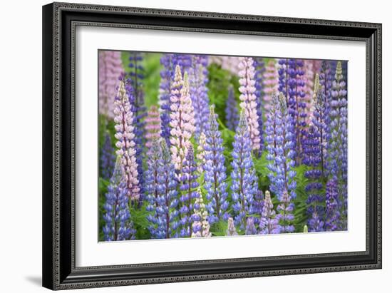 Blue Pink Lupine Field-Cora Niele-Framed Photographic Print