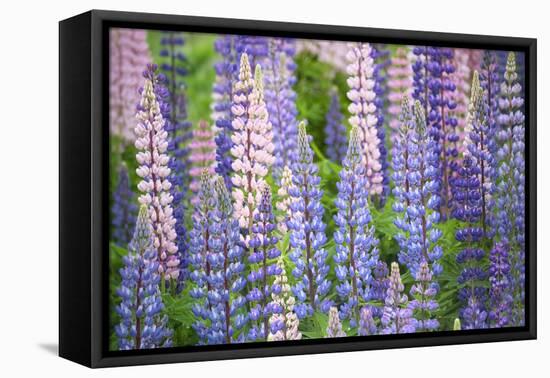 Blue Pink Lupine Field-Cora Niele-Framed Premier Image Canvas