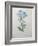 Blue Plumbago or Leadwart-Pierre-Joseph Redoute-Framed Art Print