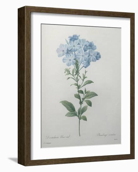 Blue Plumbago or Leadwart-Pierre-Joseph Redoute-Framed Art Print