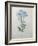 Blue Plumbago or Leadwart-Pierre-Joseph Redoute-Framed Art Print