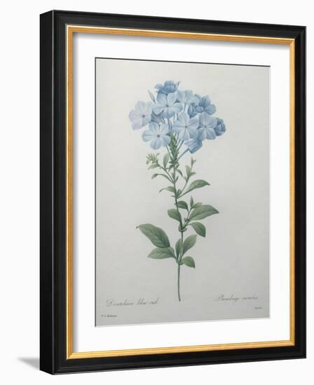 Blue Plumbago or Leadwart-Pierre-Joseph Redoute-Framed Art Print