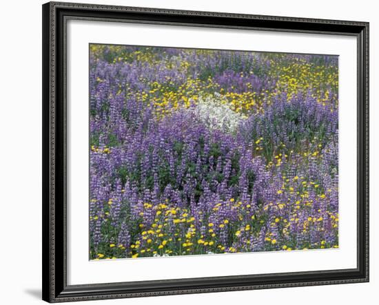 Blue Pod Lupin and Dandelions, Crescent City, California, USA-Adam Jones-Framed Photographic Print