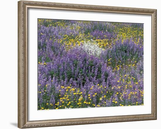 Blue Pod Lupin and Dandelions, Crescent City, California, USA-Adam Jones-Framed Photographic Print