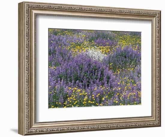 Blue Pod Lupin and Dandelions, Crescent City, California, USA-Adam Jones-Framed Photographic Print