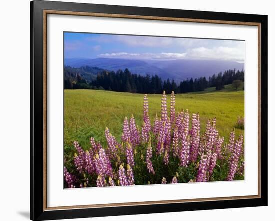 Blue-Pod Lupine in Bloom, Oregon, USA-Adam Jones-Framed Photographic Print