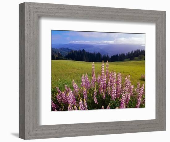 Blue-Pod Lupine in Bloom, Oregon, USA-Adam Jones-Framed Photographic Print