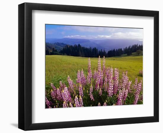 Blue-Pod Lupine in Bloom, Oregon, USA-Adam Jones-Framed Photographic Print