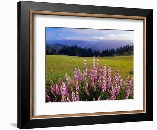 Blue-Pod Lupine in Bloom, Oregon, USA-Adam Jones-Framed Photographic Print