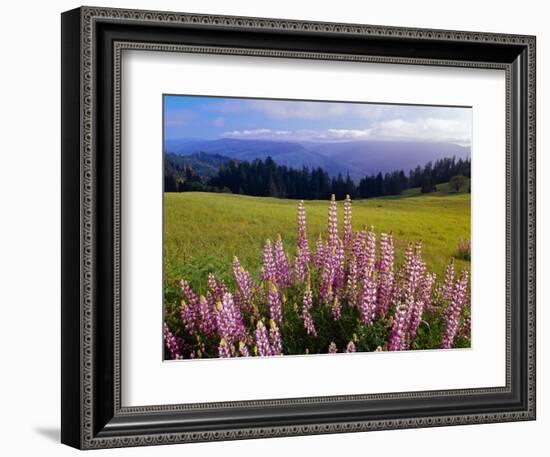 Blue-Pod Lupine in Bloom, Oregon, USA-Adam Jones-Framed Photographic Print