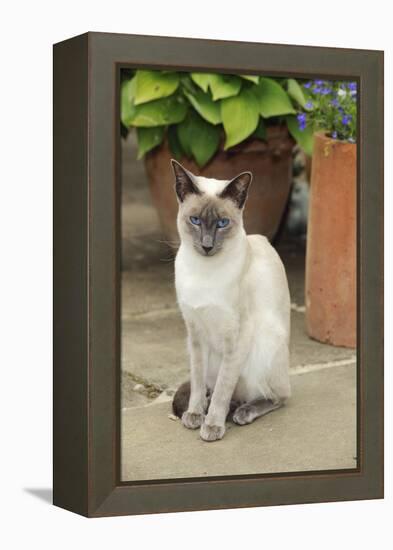 Blue Point Siamese Cat Sitting in Front of a Flower Pot-null-Framed Premier Image Canvas