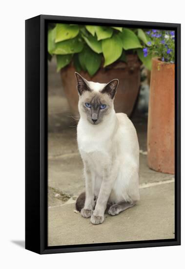 Blue Point Siamese Cat Sitting in Front of a Flower Pot-null-Framed Premier Image Canvas