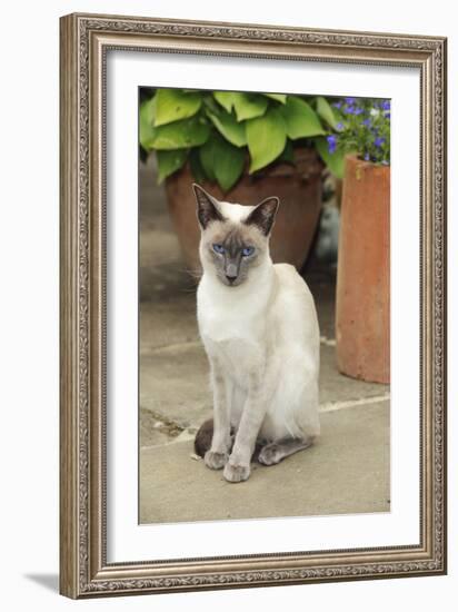 Blue Point Siamese Cat Sitting in Front of a Flower Pot-null-Framed Photographic Print