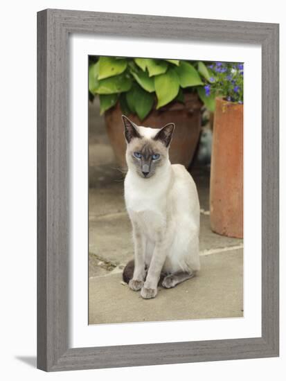 Blue Point Siamese Cat Sitting in Front of a Flower Pot-null-Framed Photographic Print