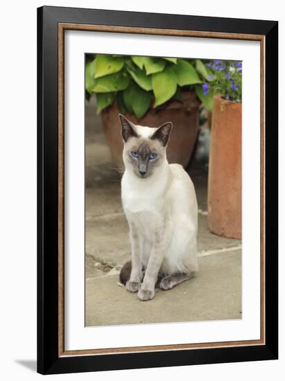 Blue Point Siamese Cat Sitting in Front of a Flower Pot-null-Framed Photographic Print