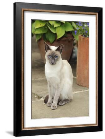 siamese kittens for sale las vegas