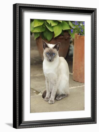 Blue Point Siamese Cat Sitting in Front of a Flower Pot-null-Framed Photographic Print