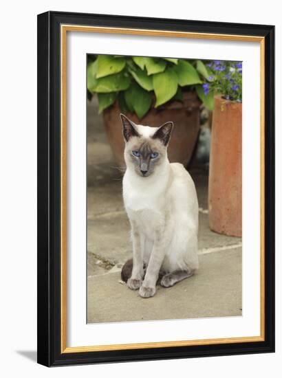 Blue Point Siamese Cat Sitting in Front of a Flower Pot-null-Framed Photographic Print