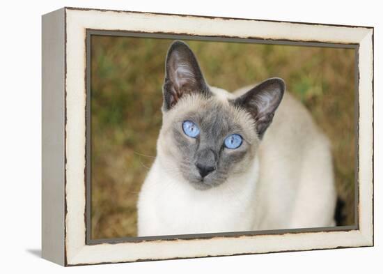 Blue Point Siamese Cat Sitting on Grass-null-Framed Premier Image Canvas