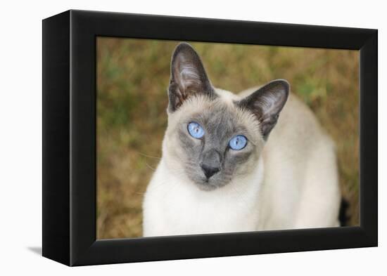 Blue Point Siamese Cat Sitting on Grass-null-Framed Premier Image Canvas