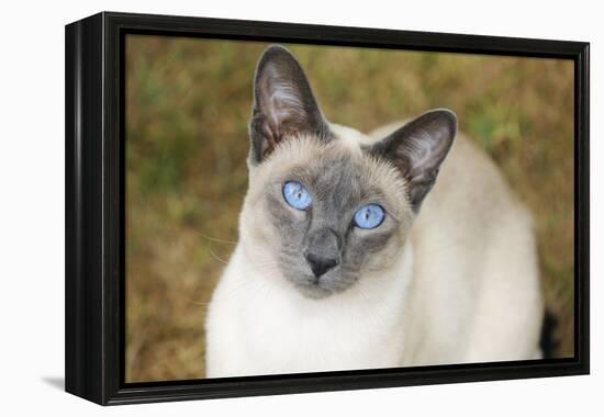 Blue Point Siamese Cat Sitting on Grass-null-Framed Premier Image Canvas
