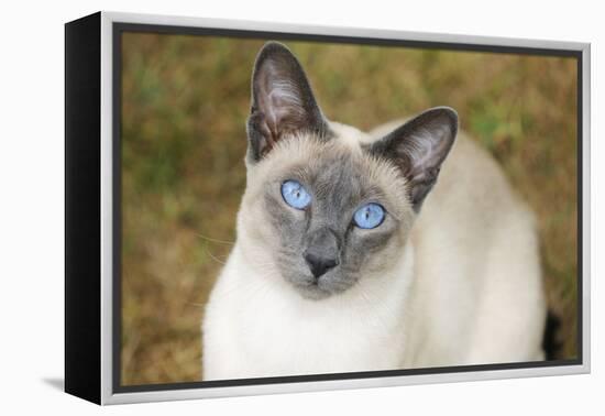 Blue Point Siamese Cat Sitting on Grass-null-Framed Premier Image Canvas