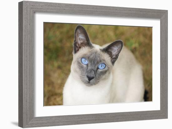 Blue Point Siamese Cat Sitting on Grass-null-Framed Photographic Print